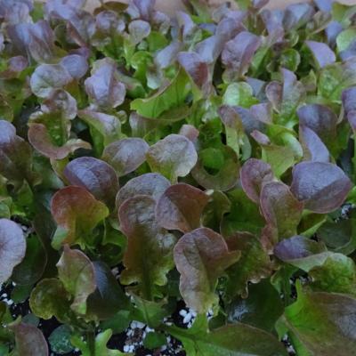 Plant Feuille Chêne Rouge Ayarai Bio - Gamme Pro- Demi-Caisse 64 Mottes
