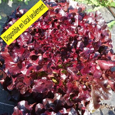 Plant Feuille de chêne Rouge Bio - Barquette de 10 mottes