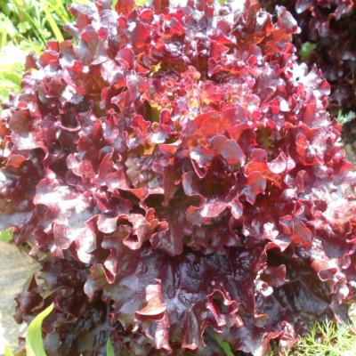 Plant Feuille de chêne Rouge Bio - Barquette de 10 mottes | Magasin Pro