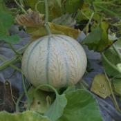 Plant melon Charentais type écrit Stellio F1 hybride Bio