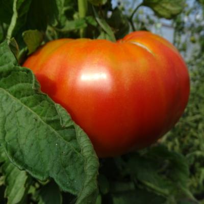 Plant Tomate Ancienne Beefsteak bio (Precommande)