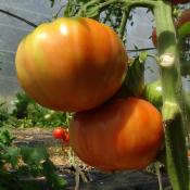Plant Tomate Ancienne Brandywine Rouge bio (Precommande)