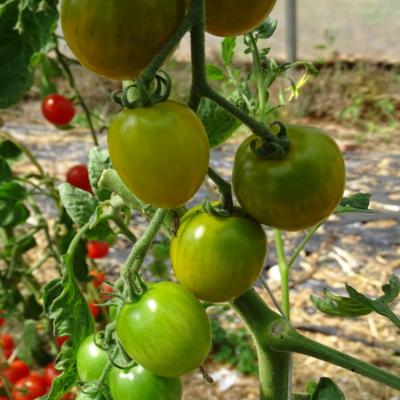 Plant Tomate Cerise Raisin Vert Maraicher bio