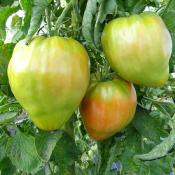 Plant Tomate Coeur de Boeuf Orange bio