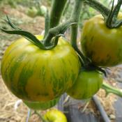 Plant Tomate Ancienne Green Zebra bio (Precommande)