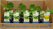 PLCOJ1 | Panache de 15 plants courgettes bio- vert, jaune ou ronde | Cooperative CABSO