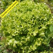 Plant Batavia Blonde Bio - Barquette de 10 mottes