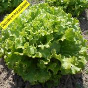 Plant Batavia Blonde Bio - Barquette de 10 mottes