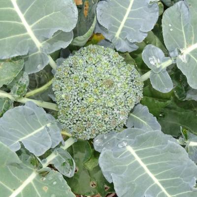 Plant Chou Brocoli Bio - Barquette de 10 plants (Precommande]