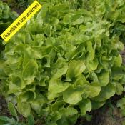 Plant Feuille de chêne blonde Bio - Barquette de 10 mottes