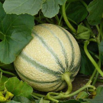 Plant melon Charentais type écrit Amigo F1 hybride Bio