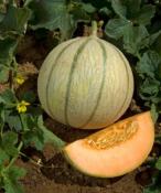 Plant melon Charentais type écrit Anasta F1 hybride Bio