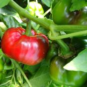 Plant Poivron Tomate rouge bio (Precommande]