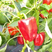 Plant poivron Yolo Wonder rouge carré bio (Precommande]