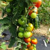Plant Tomate Ancienne Monda Montfavet bio | Magasin Pro