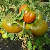 Plant Tomate Ancienne Noire de Crimée bio (Precommande)