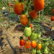 Plant Tomate Ancienne Roma bio (Precommande)