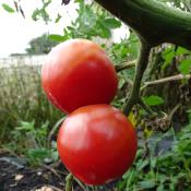 Plant Tomate Ancienne Rose de Berne bio (Precommande)