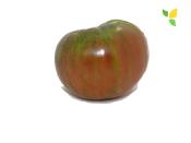 Plant Tomate Ancienne Russe Noire bio (Precommande)