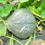 Plant de courge Vert Hokkaido  bio (Precommande)