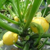 Plant de courgette jaune Goldi F1 Maraicher bio