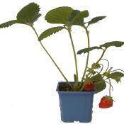 Plant fraisier remontante Mara des Bois bio (Precommande)