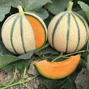 Plant melon Charentais type écrit Etika F1 hybride Bio