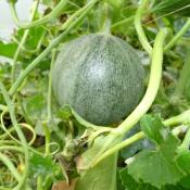 Plant melon ancienne Petit Gris de Rennes Maraicher Bio