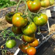 Plant Tomate Ancienne Black Zebra bio