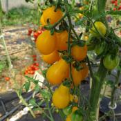Plant Tomate cerise Poire Jaune bio