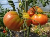 Plant Tomate Ancienne Coeur de Boeuf Rose bio (Precommande)