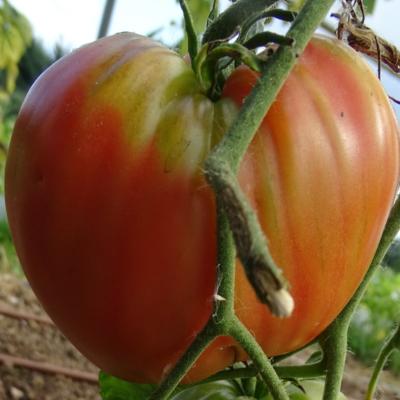Plant Tomate Cauralina F1 Greffée | Maraicher bio