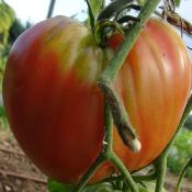 Plant Tomate Cuor di Bue (Coeur de Boeuf) Rouge bio (Precommande)