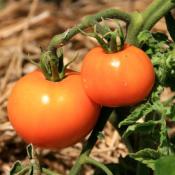 Plant Tomate Ancienne La Carotina maraicher Bio