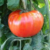 Plant Tomate Ancienne Grosse Russe bio (Precommande)