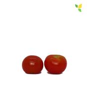 Plant Tomate Cerise Rouge Zuckertaube bio