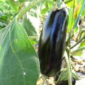 Plant d'aubergine longue violette Diamond bio | Magasin Pro