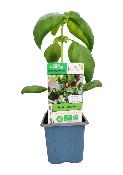 Plant Basilic Genovese Bio (Precommande)