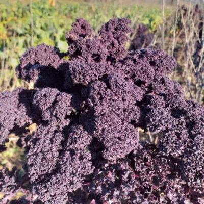 Plant Chou Kale rouge Bio - Barquette de 10 plants | Magasin Pro