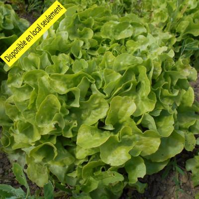 Plant Feuille de chêne blonde Bio - Barquette de 10 mottes