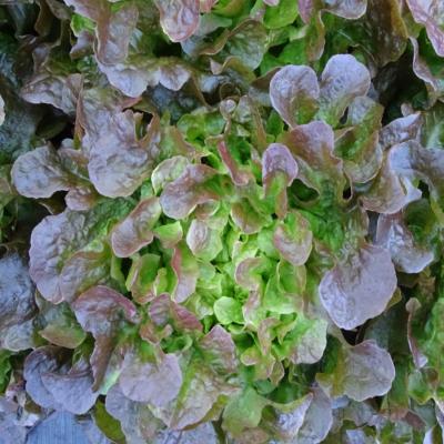 Plant Feuille Chêne Rouge Camelai Bio - Gamme Pro- Caisse 120 Mottes