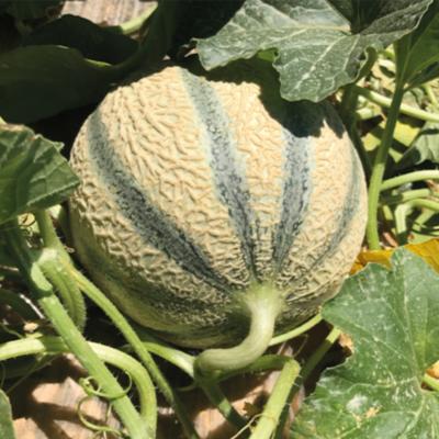 Plant melon Charentais type écrit Etika F1 hybride Bio