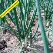 Plant Oignon blanc Bio - Barquette de 10 mottes
