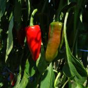 Plant piment Basque (Gorria) Maraicher  bio