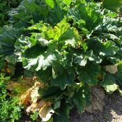 Plant rhubarbe côtes rouges Victoria Maraicher Bio