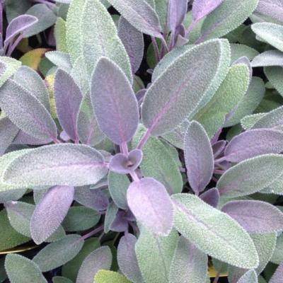 Plant Sauge Officinale Bio (Precommande)