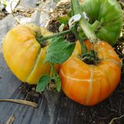 Plant Tomate Ancienne Ananas bio (Precommande)