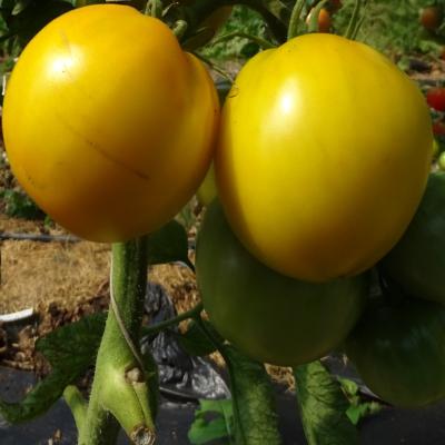 Plant Tomate Ancienne Golden Jubilee bio