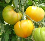 Plant Tomate Ancienne Brandywine Yellow bio (Precommande)