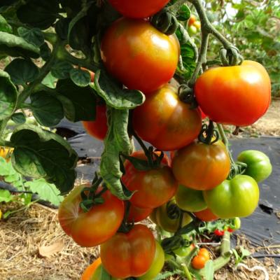 Plant Tomate  Monda Montfavet Maraicher bio